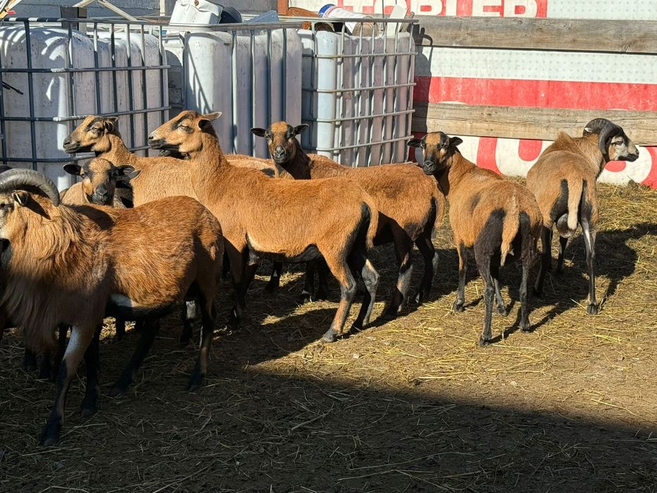 Owce kamerunskie stado kotna baran