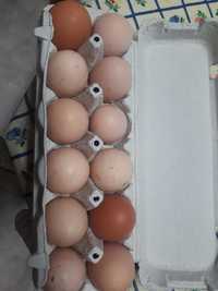 Ovos de galinha  caseiros
