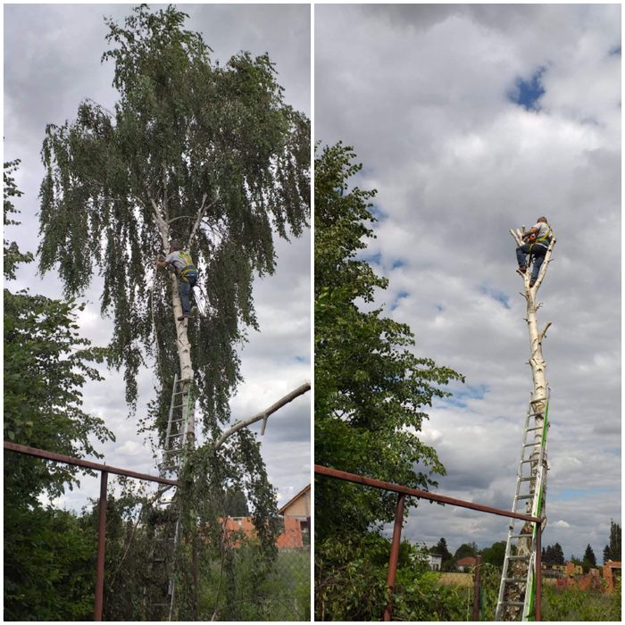 Czyszczenie działek,koszenie, wycinka itp