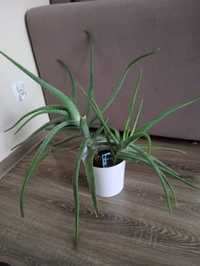 Roślina domowa Aloes Aloe vera