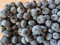 Mirtilos a 6,5€/kg