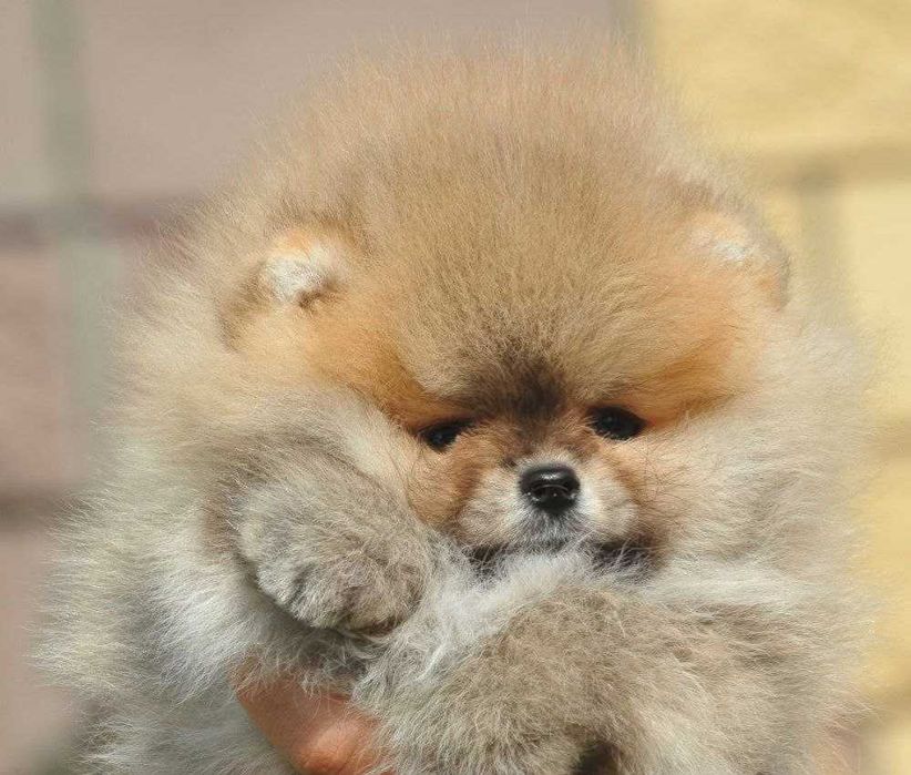 Люксовые щенки померанского шпица мишки курносые плюшевые