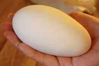 продам гусяче  інкубаційне  яйце