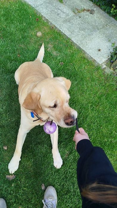 Oddam psa labladodra