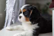 Piesek Cavalier King Charles Spaniel