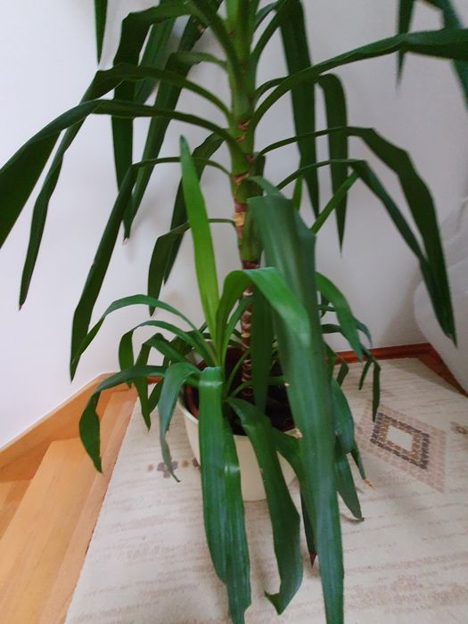 Juka pokojowa 150cm