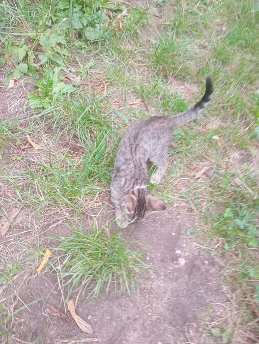 6 kotów młodych wolno żyjących nie wykastrowanych do przygarnęcia.