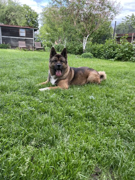 Вязка Акіти амеріканскоі шукаємо дівчинку для гарного хлопця