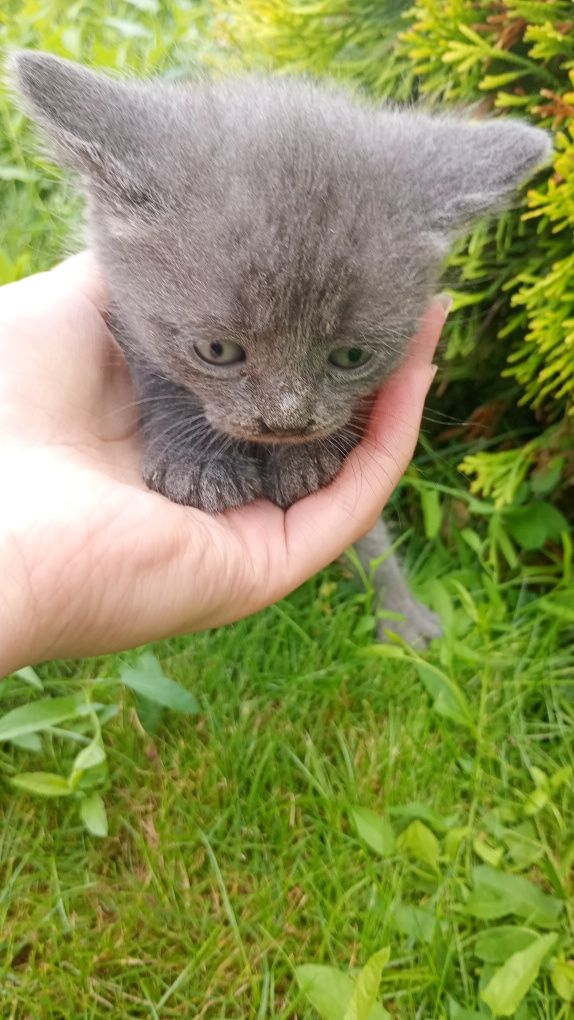 Шотланські кошенята