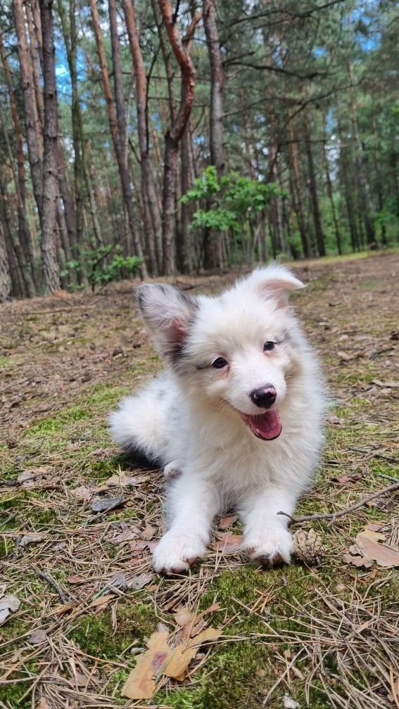 Border Collie suczka blue merle badania