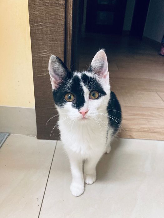 Spacja wspaniała koteczka okolo 6 miesięczna szuka domu.