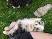 Owczarek australijski blue merle
