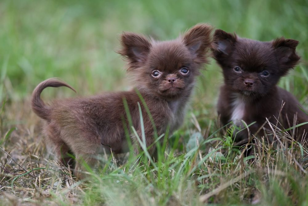 Piesek chihuahua długowłosy czekoladowy i ZKwP/FCI