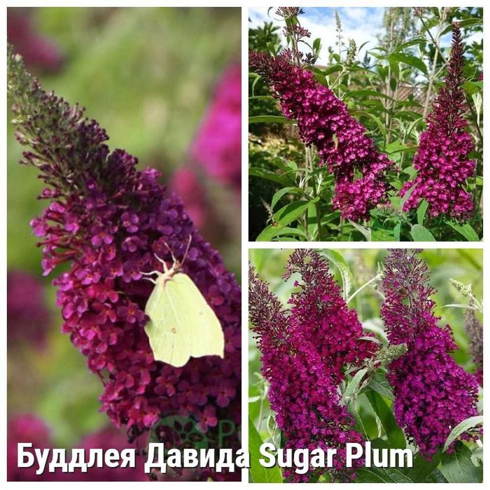 Буддлея Давида Black Knight, Sugar Plum, біла
