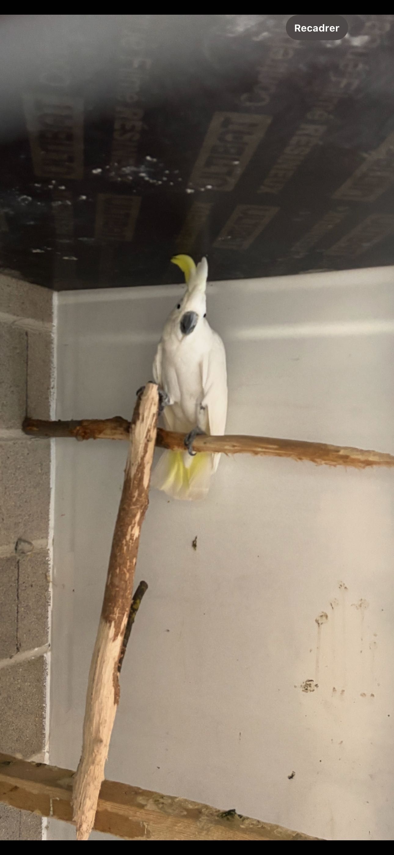 Cacatua galerita