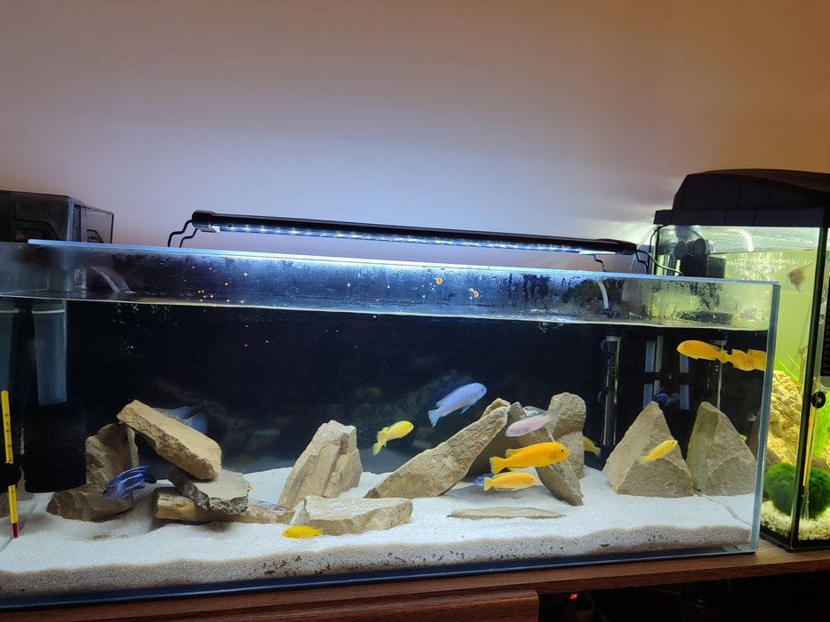 Akwarium z pyszczkami + całym zestawem