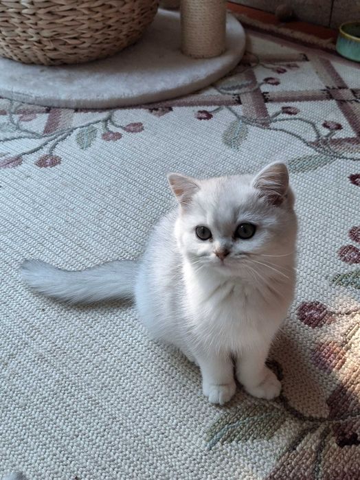 Gatinha British Shorthair