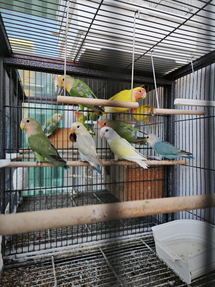 Agapornis com anilha
