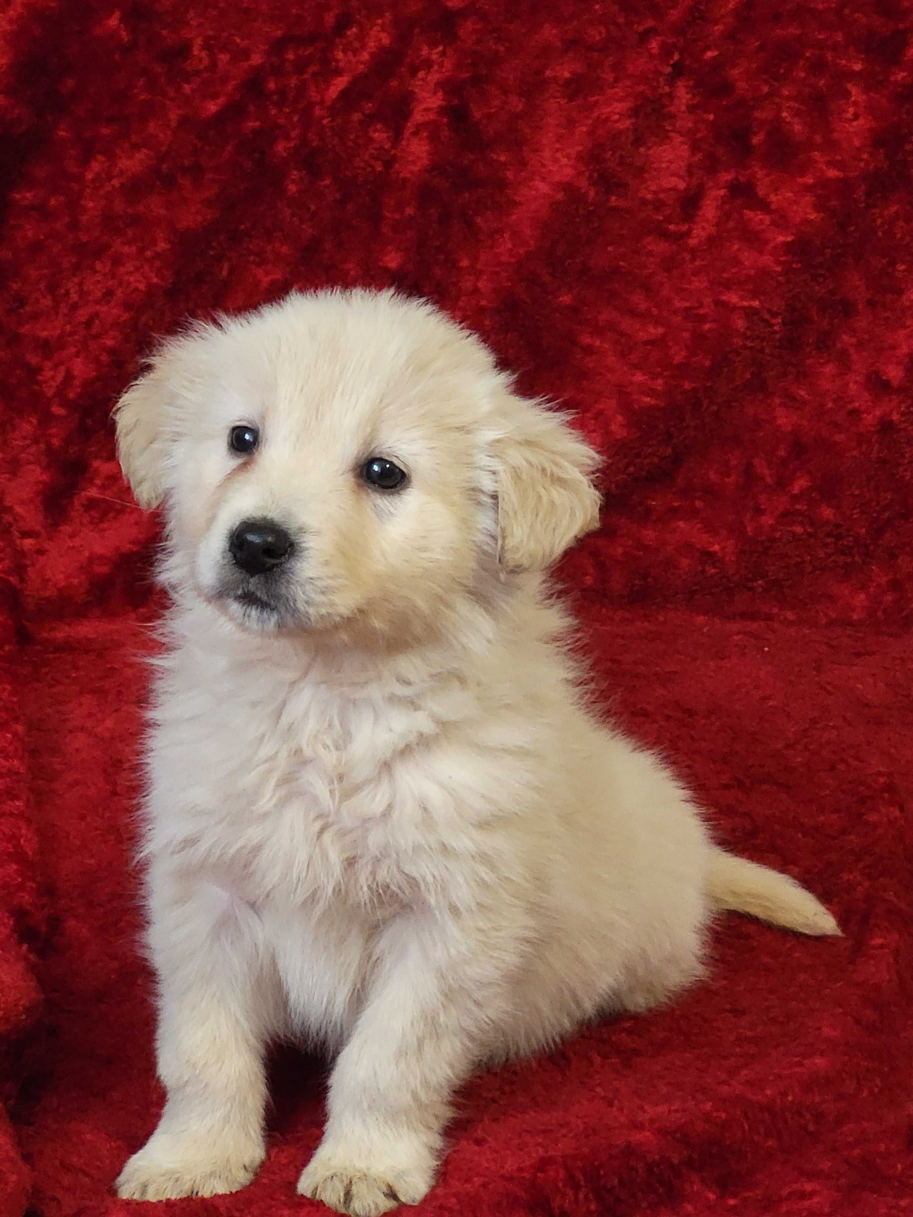 Golden Retriever [Szczenię; Sunia Biszkoptowa z Rodowodem]