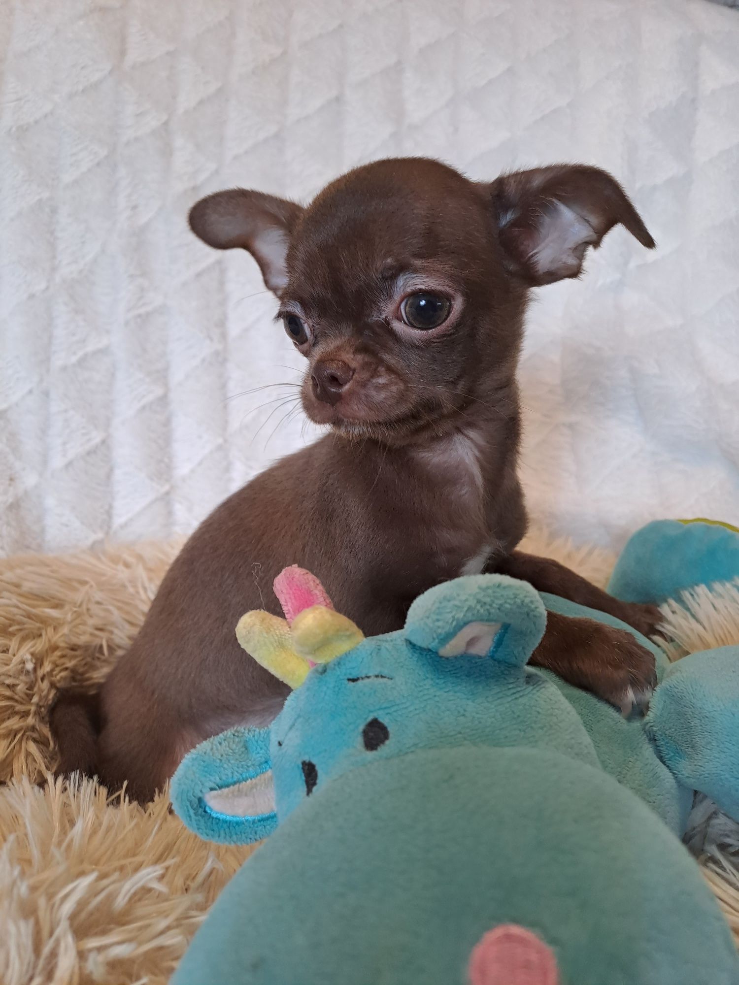 **WAFEL**piesek chihuahua  choco gotowy do zmiany opiekuna
