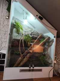 Terrarium tropikalne dla jaszczurek