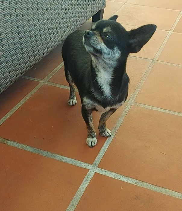 Chihuahua Fêmea, Linda