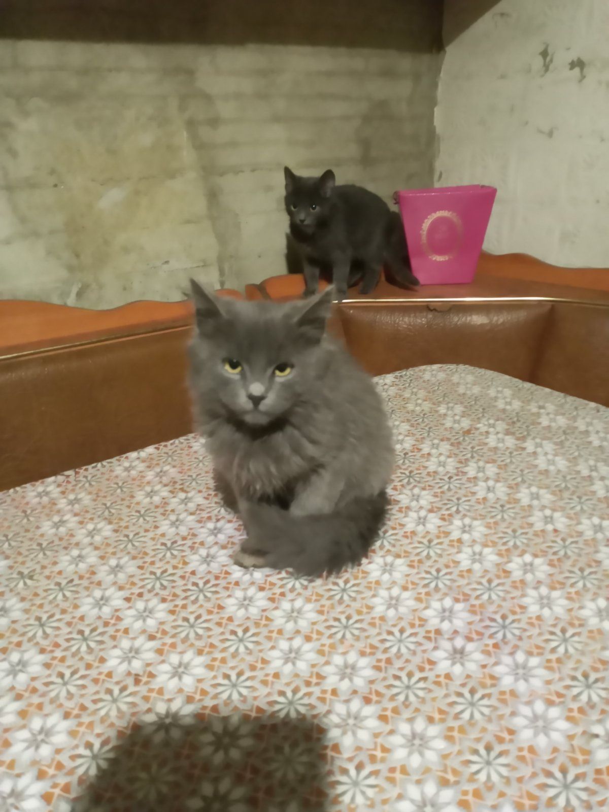 Срочно в хорошие ручки бесплатно