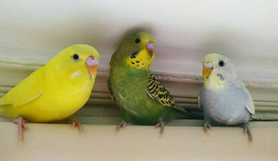 Молодые волнистые попугаи.