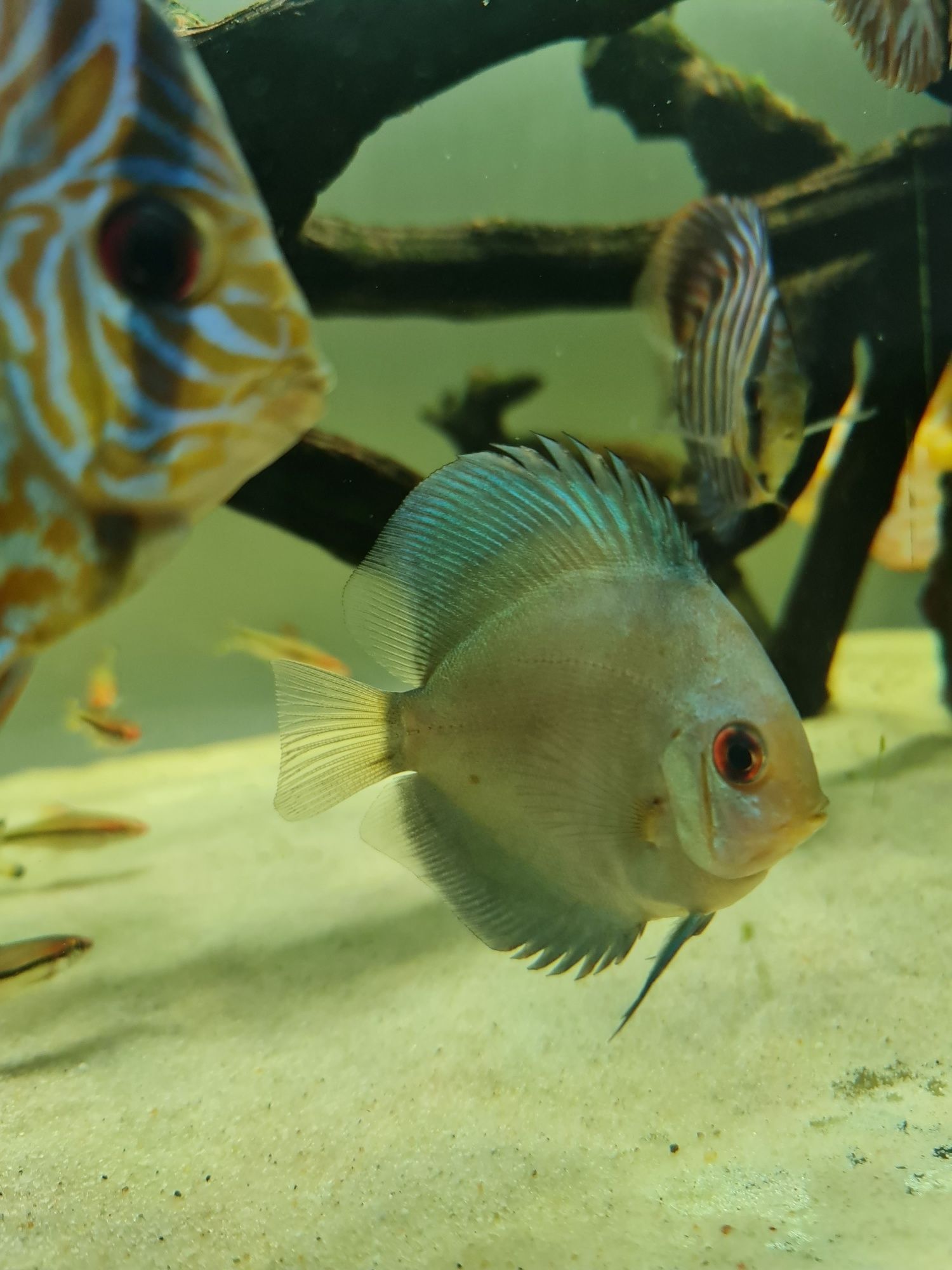 Discus diversos a partir de 7cm