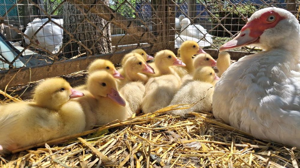 Мускусні Індокаченята шипуни , білі німецької лінії