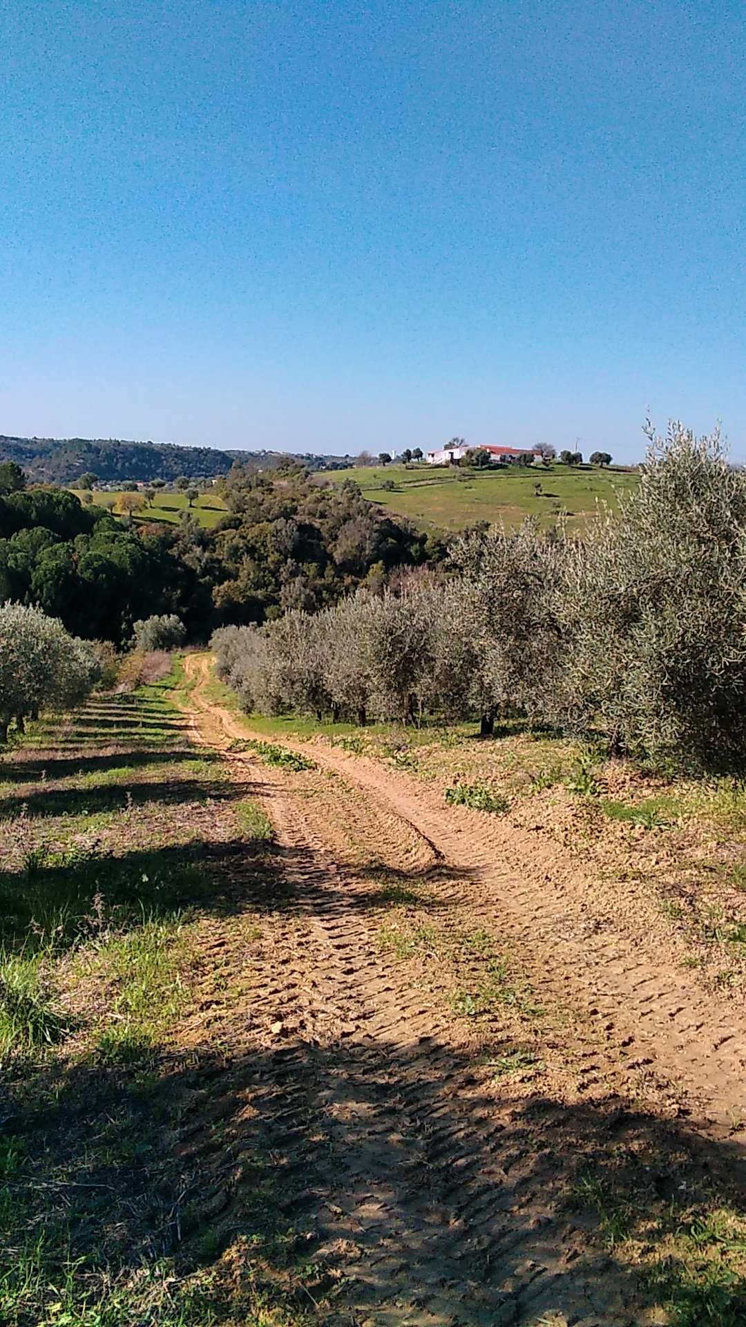 Oliveiras jardim transplante transporte