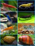 Aquasousa.com - Camarões Neocaridina, Lagostins e Caracóis