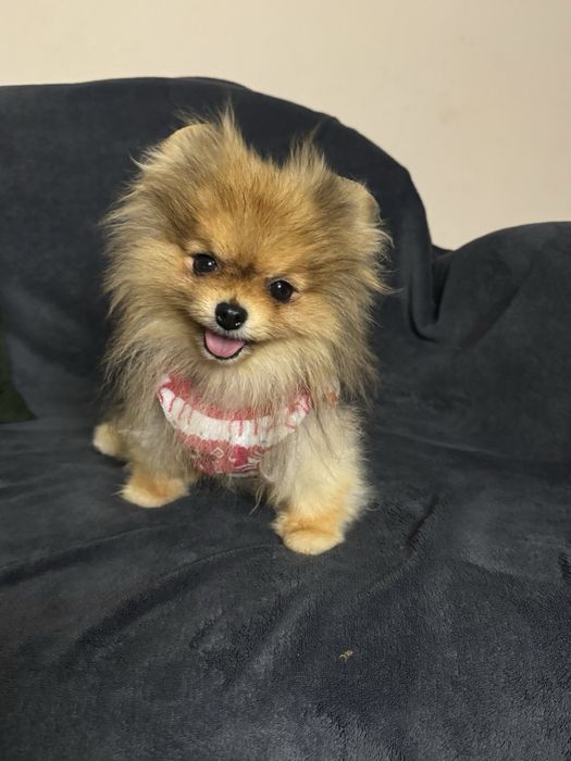 Отдам в хорошие руки девочку померанского шпица.