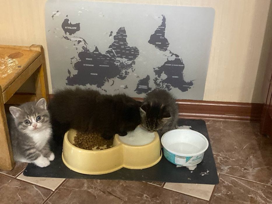 Кошенята в добрі руки