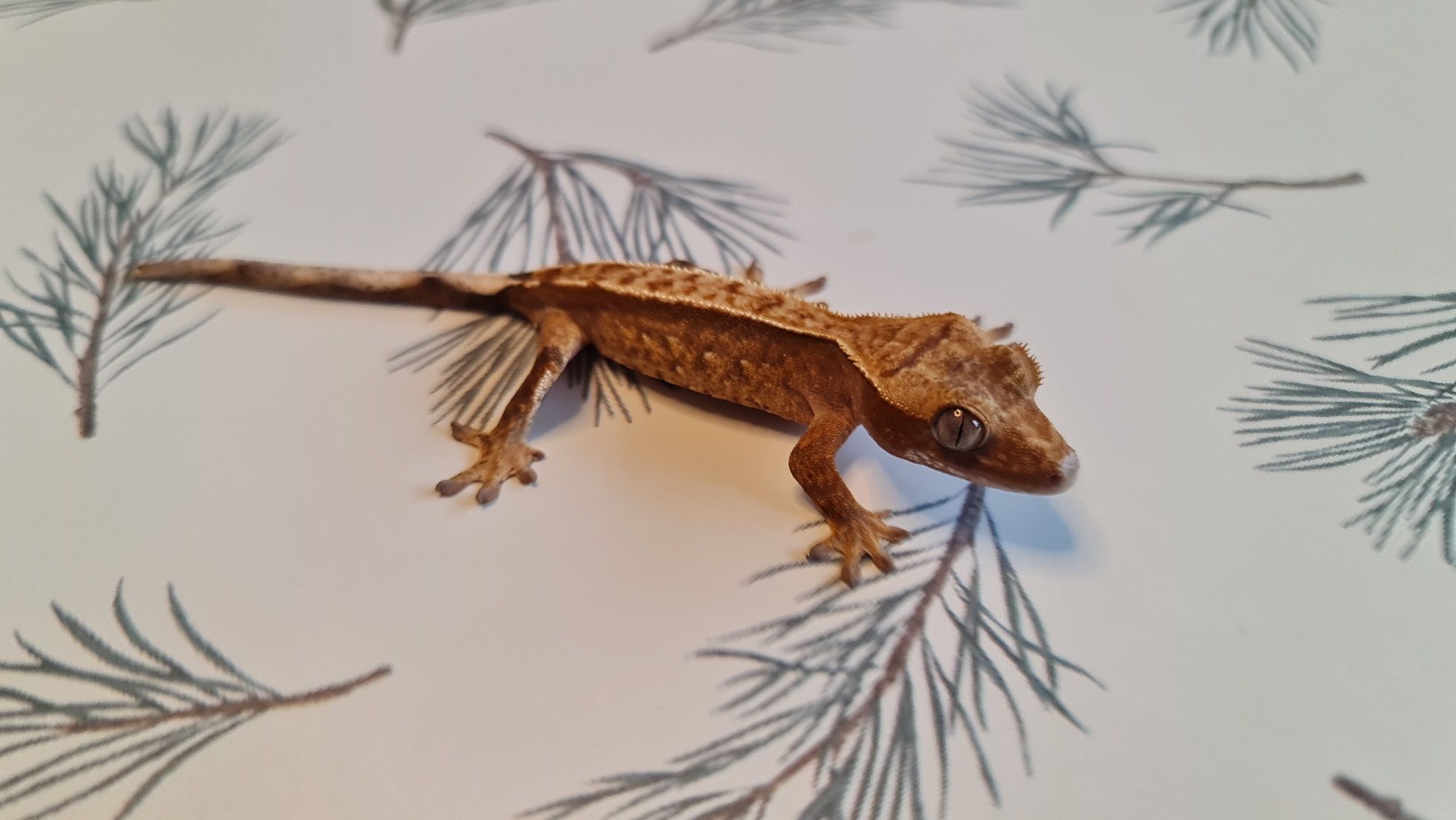 Gekon orzęsiony - Crested Gecko | Flame