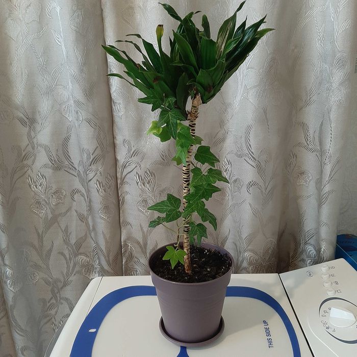 Драцена Дракон + плющ.