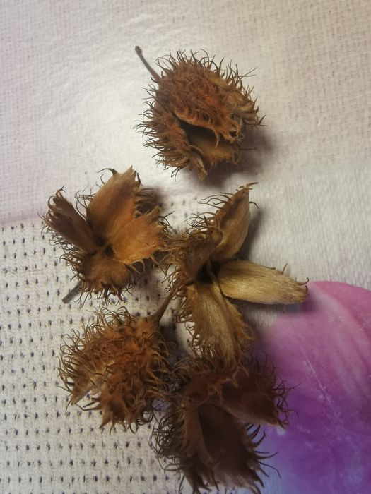 Szyszki buka do stroikow