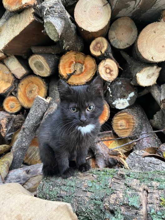 Кошеня дівчинка добрим господарям