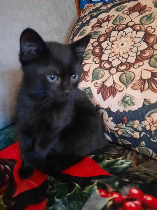 Dwa śliczne małe kotki oddam w dobre ręce