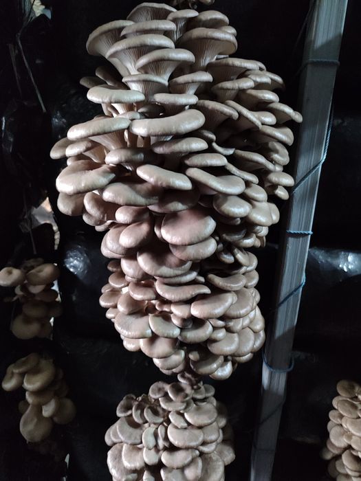 Мицелий вешенки К-17.