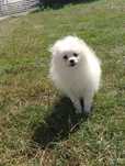 Suczka pomeranian