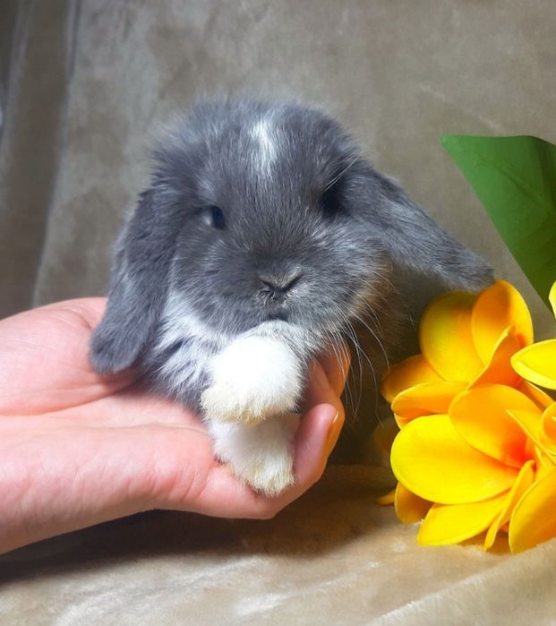 Карликовый мини кролик,карликові міні кролики,Вислоухий баранчик