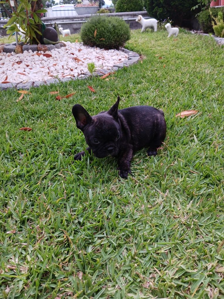Buldogue Francês macho