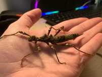 Trachyaretaon sp. North Luzon Straszyki Straszyk