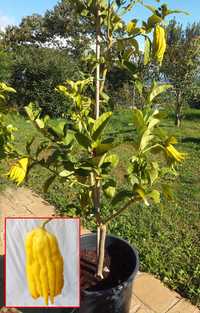 Árvore Mão de Budha XXL Produtiva Com fruta - Muito raro