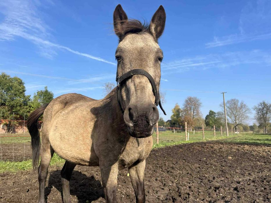 Złota- 14-letnia klacz do bezpłatnej adopcji