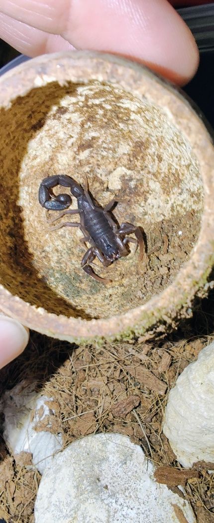 Skorpion teruelius grandidieri rzadkość ptaszniki