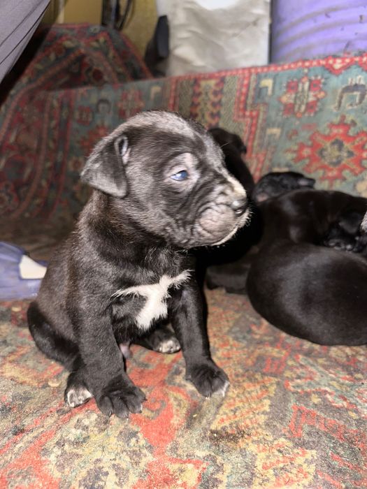 Цуценята Кане корсо