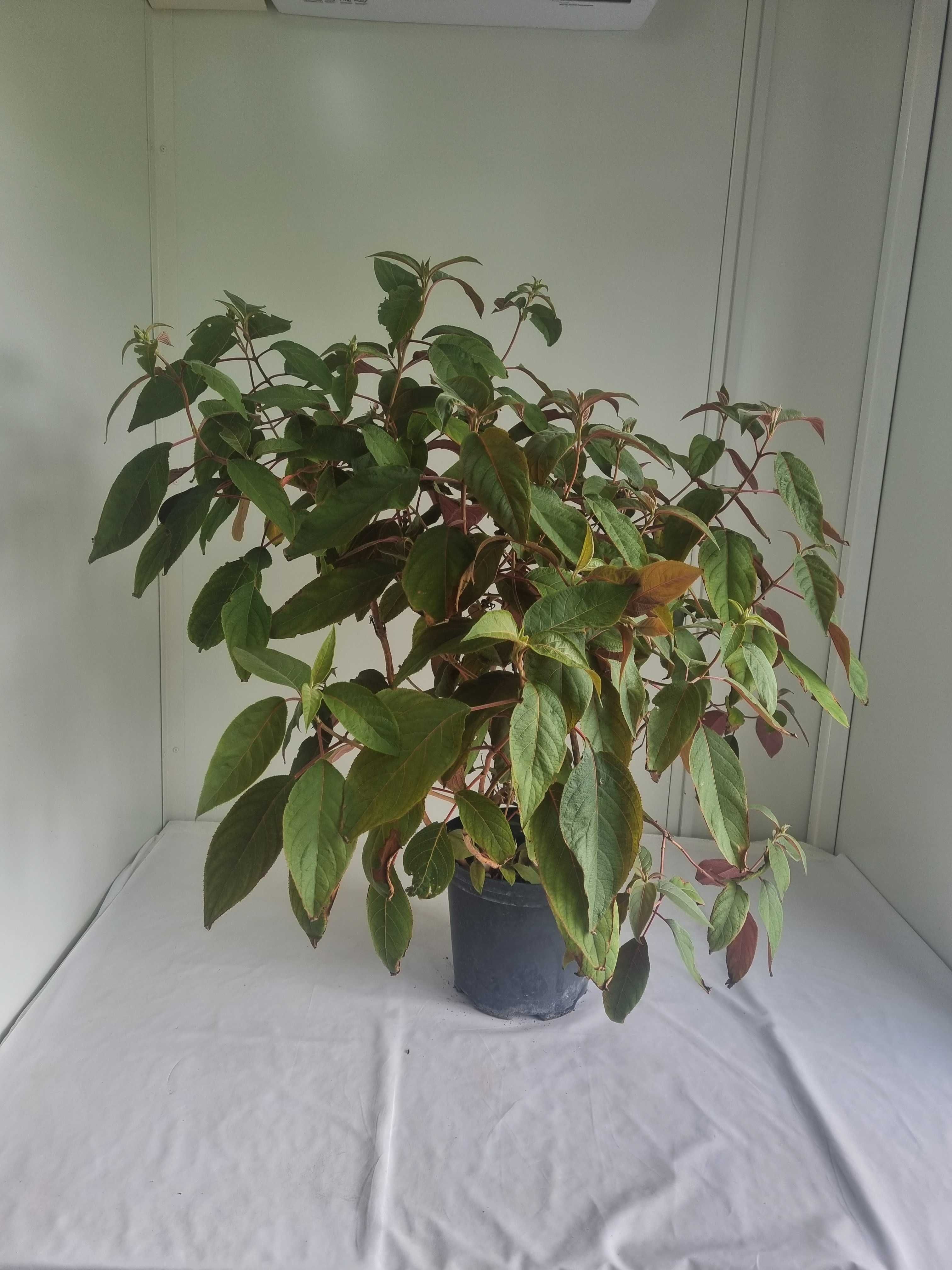 Hortensja Aspera ‘Hot Chocolate’ – Wys. 130 cm, Doniczka 7L