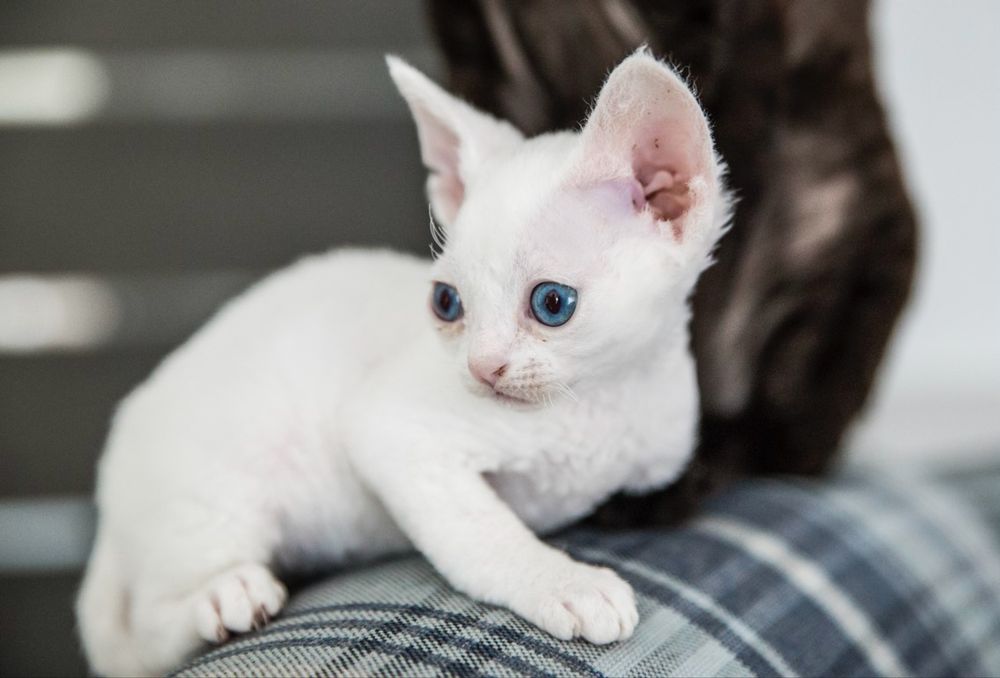 Kotek niebieski devon rex FPL